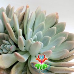 Pachyphytum Glutinicaule-Renk Renk Yapraklı Dev Boy Nadir TÜR Sukulent-35+ cm Genişlik-Kaktüs
