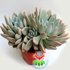 Pachyphytum Glutinicaule-Renk Renk Yapraklı Dev Boy Nadir TÜR Sukulent-35+ cm Genişlik-Kaktüs
