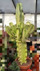 Canlı Dev Kaktüs,Euphorbia Erythraea Variegata 150+cm Uzunluğunda -20 cm Saksıda,15-20 cm gövde kalınlığı