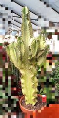 Canlı Dev Kaktüs,Euphorbia Erythraea Variegata 150+cm Uzunluğunda -20 cm Saksıda,15-20 cm gövde kalınlığı