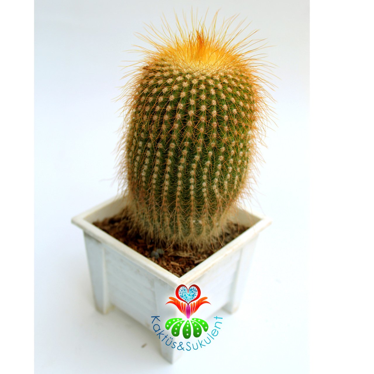 Kaktüs,Notocactus Leninghausii-Dev Sarı Renk Çiçek Açar-Dekoratif Kare Beyaz 8,5 cm Saksıda