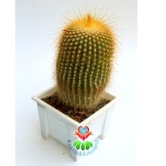 Kaktüs,Notocactus Leninghausii-Dev Sarı Renk Çiçek Açar-Dekoratif Kare Beyaz 8,5 cm Saksıda