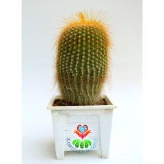 Kaktüs,Notocactus Leninghausii-Dev Sarı Renk Çiçek Açar-Dekoratif Kare Beyaz 8,5 cm Saksıda