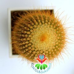 Kaktüs,Notocactus Leninghausii-Dev Sarı Renk Çiçek Açar-Dekoratif Kare Beyaz 8,5 cm Saksıda