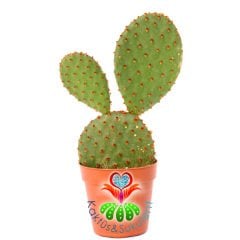 Tavşan Kulak Kaktüs-Opuntia Microdasys Rufida-Bronz Kahverengi Noktalı-5,5 cm Saksıda