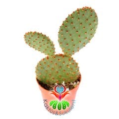 Tavşan Kulak Kaktüs-Opuntia Microdasys Rufida-Bronz Kahverengi Noktalı-5,5 cm Saksıda