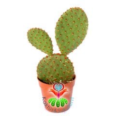 Tavşan Kulak Kaktüs-Opuntia Microdasys Rufida-Bronz Kahverengi Noktalı-5,5 cm Saksıda