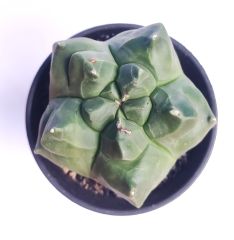 Astrophytum Myriostigma cv. Kikko Nudum fa.  -NADİR TÜR-Sarı Renk Çiçek Açar- 8,5 cm saksı dolusu