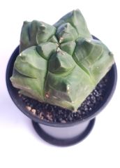 Astrophytum Myriostigma cv. Kikko Nudum fa.  -NADİR TÜR-Sarı Renk Çiçek Açar- 8,5 cm saksı dolusu