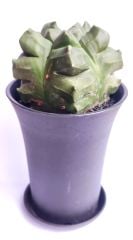Astrophytum Myriostigma cv. Kikko Nudum fa.  -NADİR TÜR-Sarı Renk Çiçek Açar- 8,5 cm saksı dolusu