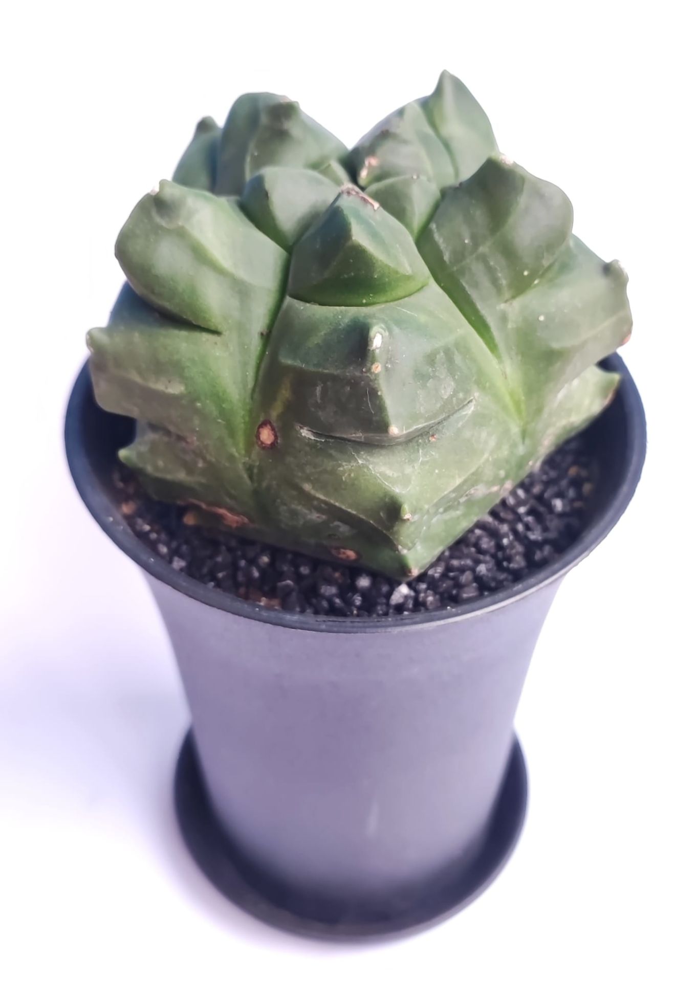 Astrophytum Myriostigma cv. Kikko Nudum fa.  -NADİR TÜR-Sarı Renk Çiçek Açar- 8,5 cm saksı dolusu