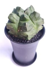 Astrophytum Myriostigma cv. Kikko Nudum fa.  -NADİR TÜR-Sarı Renk Çiçek Açar- 8,5 cm saksı dolusu
