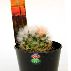 Kaktüs,Mammillaria Bocasana -Tüylü Ve Kanca Dikenli -5,5 cm Saksıda,Teraryum,Sukkulent