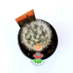 Kaktüs,Mammillaria Bocasana -Tüylü Ve Kanca Dikenli -5,5 cm Saksıda,Teraryum,Sukkulent