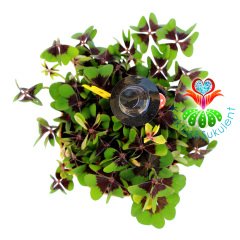 Dört Yapraklı Yonca-Oxalis Deppei-Süs Yoncası-8,5 cm Saksıda-Uyku Çiçeği