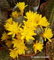 Sulcorebutia Langeri- Çok Nadir Tür-Mükemmel Sarı Renk Çiçek Açar 8 cm saksıda