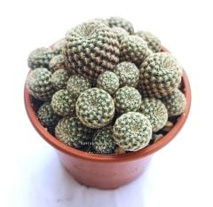 Sulcorebutia Langeri- Çok Nadir Tür-Mükemmel Sarı Renk Çiçek Açar 8 cm saksıda