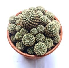 Sulcorebutia Langeri- Çok Nadir Tür-Mükemmel Sarı Renk Çiçek Açar 8 cm saksıda