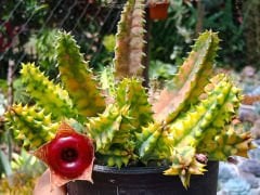 Huernia Zebrina Variegata - 8,5 cm Saksıda- Renkli Nadir Tür Leş Kaktüsü