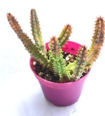 Huernia Zebrina Variegata - 8,5 cm Saksıda- Renkli Nadir Tür Leş Kaktüsü