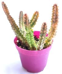 Huernia Zebrina Variegata - 8,5 cm Saksıda- Renkli Nadir Tür Leş Kaktüsü