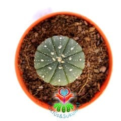Astrophytum Asterias-Dikensiz Noktalı-Tüylü Özel Tür Kaktüs-5,5 cm Saksıda