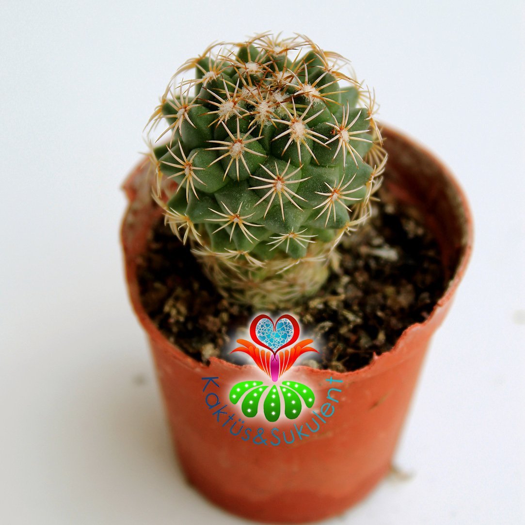 Kaktüs,Mammillaria Compacta Beyaz Renk Çiçek Açar-5,5 cm Saksıda