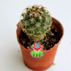 Kaktüs,Mammillaria Compacta Beyaz Renk Çiçek Açar-5,5 cm Saksıda