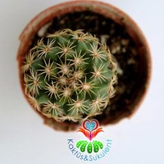 Kaktüs,Mammillaria Compacta Beyaz Renk Çiçek Açar-5,5 cm Saksıda