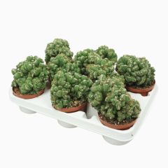 Kaktüs, Cereus sp. 'WILD CREST' -Sıradışı Nadir Formlu-10,5 cm saksıda büyük anaç boy