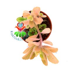 Kokulu Pembe Yapraklı Sukulent-Plectranthus Tomentosa-5,5 cm Saksıda