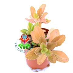 Kokulu Pembe Yapraklı Sukulent-Plectranthus Tomentosa-5,5 cm Saksıda