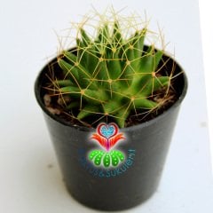 Kaktüs,Mammillaria Camptotricha-Minik Beyaz Renk Çiçek Açar-5,5 cm Saksıda