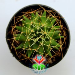 Kaktüs,Mammillaria Camptotricha-Minik Beyaz Renk Çiçek Açar-5,5 cm Saksıda