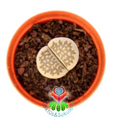 Lithops Salicola C312 -Yaşayan Taş Kaktüs-Altıntaş-5,5 cm Saksıda
