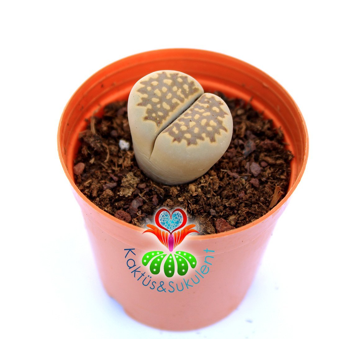 Lithops Salicola C312 -Yaşayan Taş Kaktüs-Altıntaş-5,5 cm Saksıda