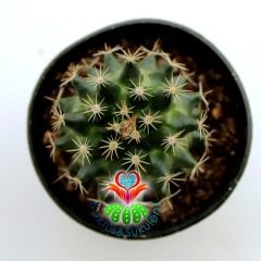 Kaktüs,Mammillaria Coahuilensis-Mükemmel Beyaz Renk Çiçek Açar-5,5 cm Saksıda
