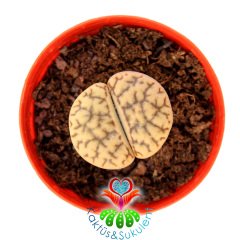 Lithops Werneri C188-Yaşayan Taş Kaktüs-Altıntaş-5,5 cm Saksıda