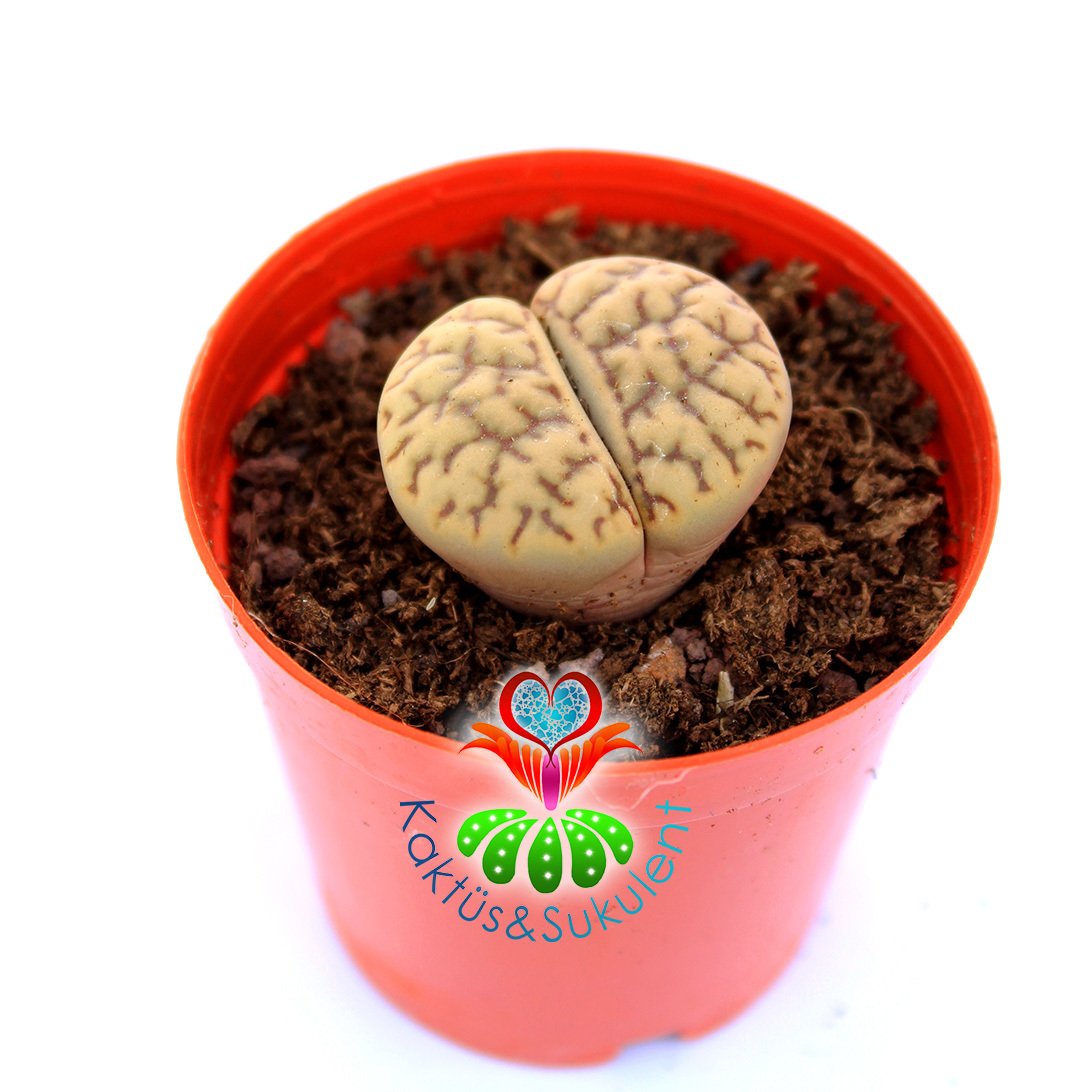 Lithops Werneri C188-Yaşayan Taş Kaktüs-Altıntaş-5,5 cm Saksıda