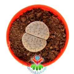 Lithops Fulviceps C219-Yaşayan Taş Kaktüs-Altıntaş-5,5 cm Saksıda