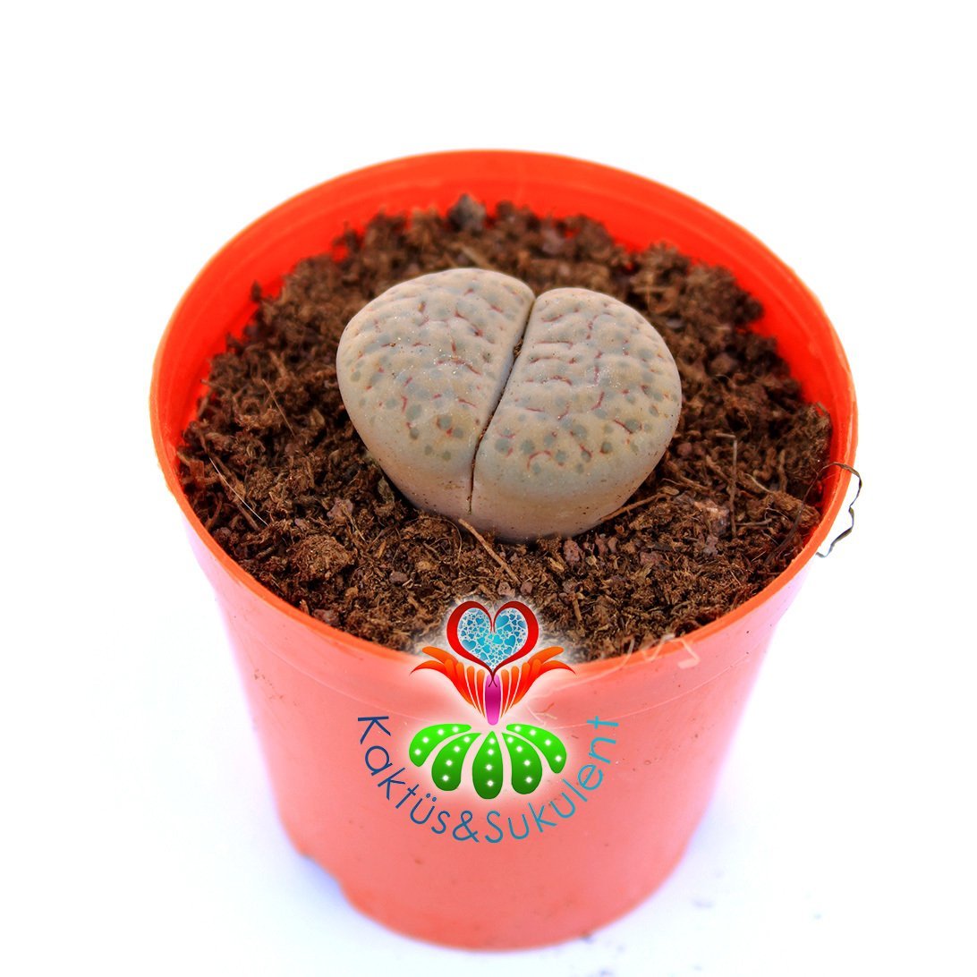 Lithops Fulviceps C219-Yaşayan Taş Kaktüs-Altıntaş-5,5 cm Saksıda