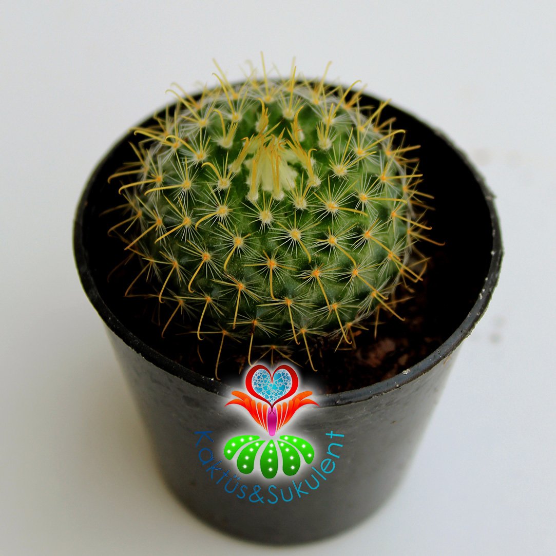 Kaktüs,Mammillaria Wildii- Sarı Renk Çiçek Açar--5,5 cm Saksıda-Teraryum,Sukulent,Mini Bahçe