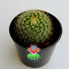 Kaktüs,Mammillaria Wildii- Sarı Renk Çiçek Açar--5,5 cm Saksıda-Teraryum,Sukulent,Mini Bahçe