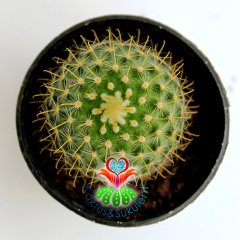 Kaktüs,Mammillaria Wildii- Sarı Renk Çiçek Açar--5,5 cm Saksıda-Teraryum,Sukulent,Mini Bahçe