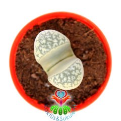 Lithops Herrei C234-Yaşayan Taş Kaktüs-Altıntaş-5,5 cm Saksıda