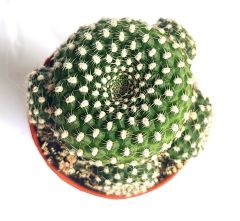 Rebutia Krainziana - 5,5 cm Saksı Dolusu Özel Tür Kaktüs İthal Kırmızı Çiçek Açar