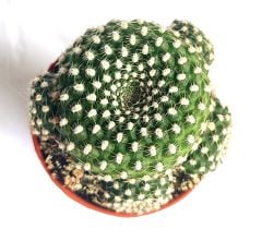 Rebutia Krainziana - 8,5 cm Saksı Dolusu Özel Tür Kaktüs İthal Kırmızı Çiçek Açar