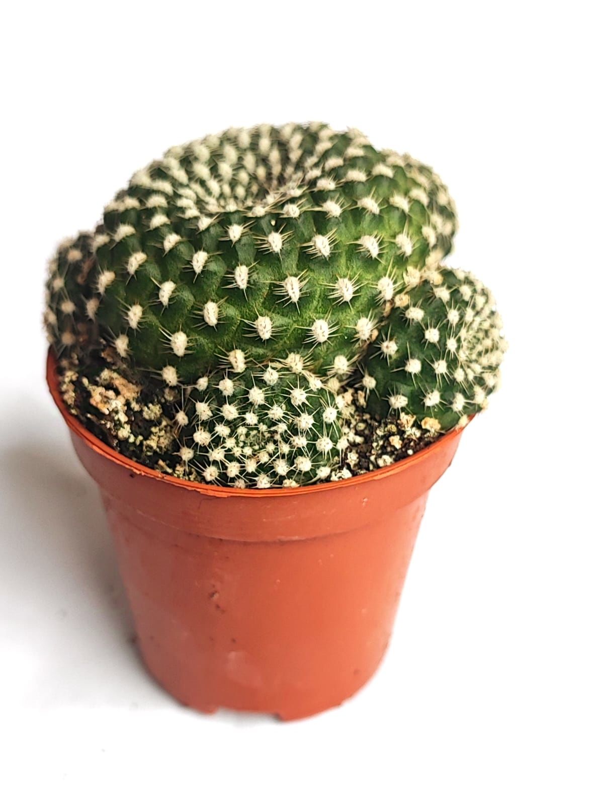 Rebutia Krainziana - 5,5 cm Saksı Dolusu Özel Tür Kaktüs İthal Kırmızı Çiçek Açar