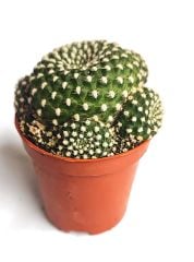 Rebutia Krainziana - 5,5 cm Saksı Dolusu Özel Tür Kaktüs İthal Kırmızı Çiçek Açar