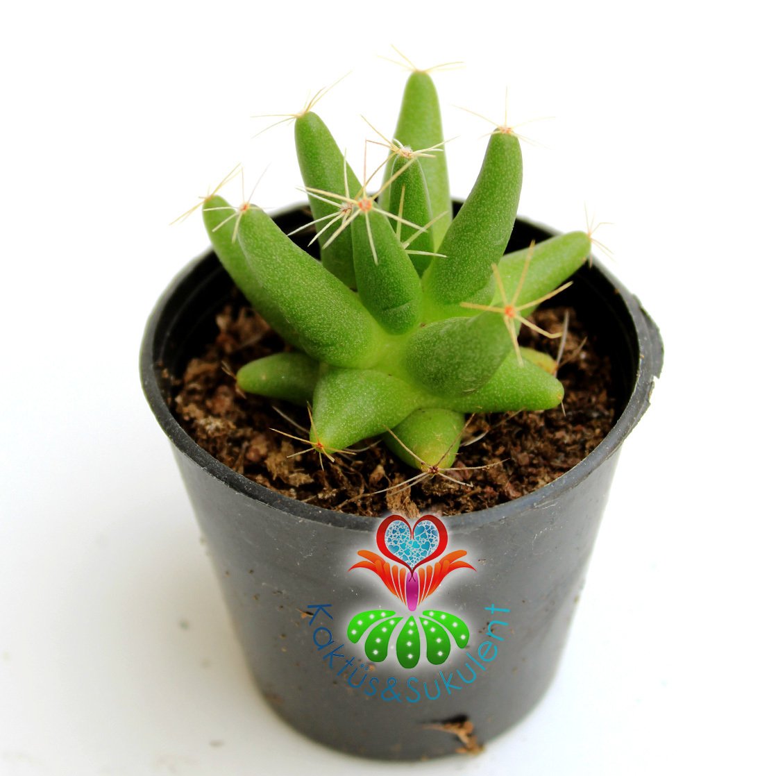 Kaktüs,Mammillaria Longimamma- Sarı Renk Çiçek Açar-5,5 cm Saksıda